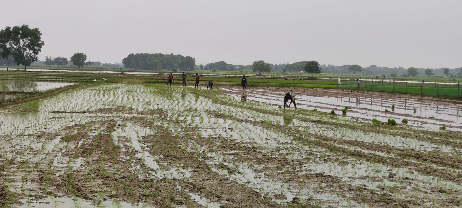 Traditional rice farming activity at Maa Mati